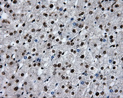 m02067 anti rpa34 rpa2 mouse monoclonal antibody clone id oti9a1 ihc testing 16