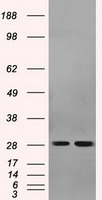 m02067 anti rpa34 rpa2 mouse monoclonal antibody clone id oti9a1 wb testing 1