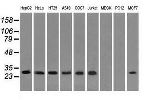 m02067 anti rpa34 rpa2 mouse monoclonal antibody clone id oti9a1 wb testing 2