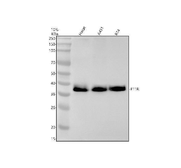 m02068 f11r primary antibodies wb testing 1