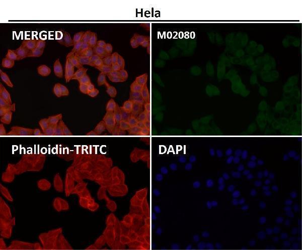 Immunofluorescent analysis using the Antibody at 1:50 dilution