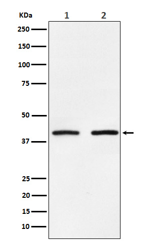 m02080 wb