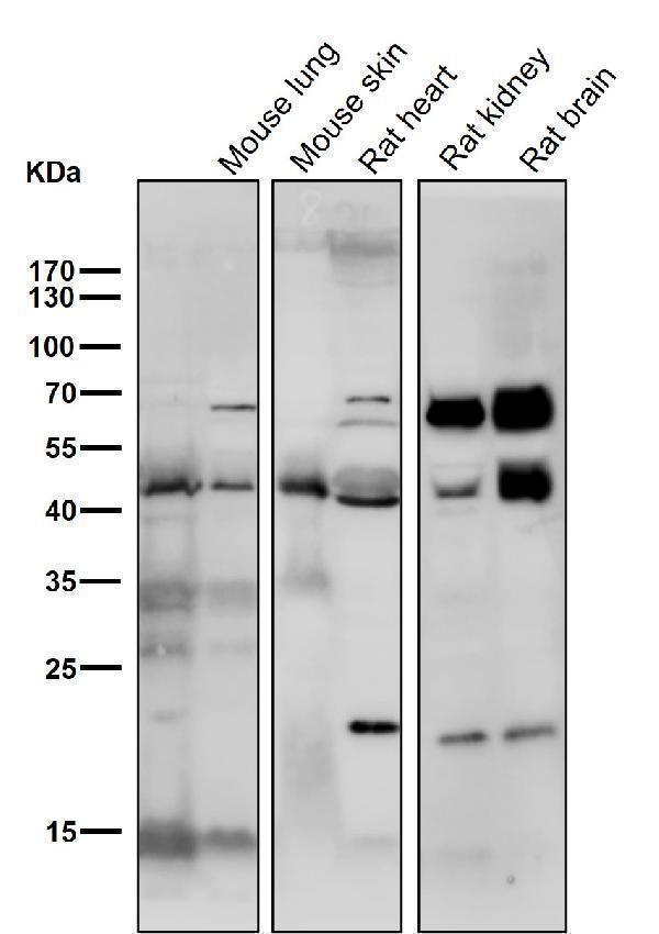 All lanes use the Antibody at 1:3K dilution for 1 hour at room temperature