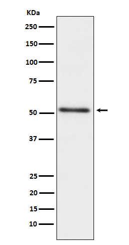 m02082 1 wb