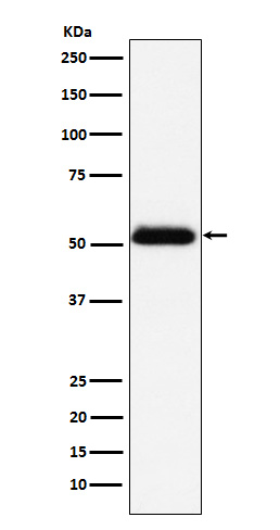 m02082 2 wb