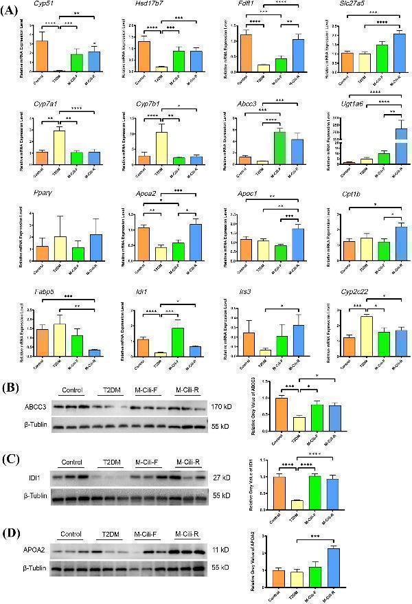 Expression analyses of transcription or protein levels of selected genes