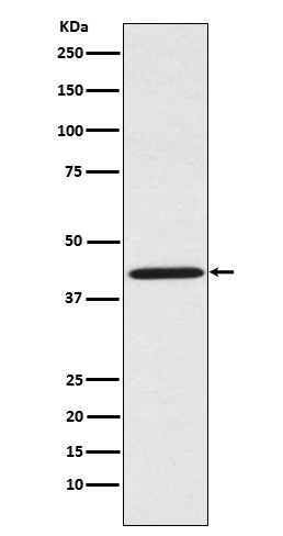 m02089 wb