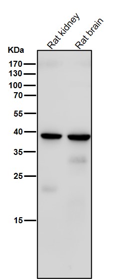 m02089 wb8