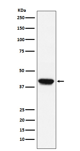 Western blot analysis of Biglycan expression in C2C12 cell lysate