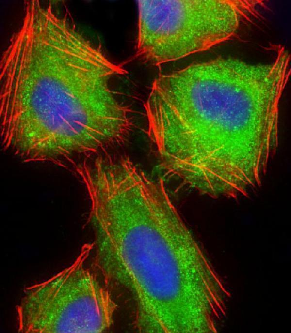 Immunofluorescent analysis of 4% paraformaldehyde-fixed, 0