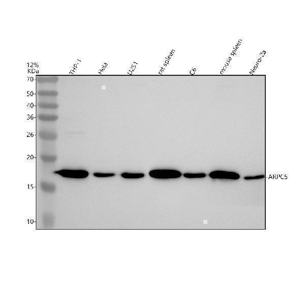 m02096 arpc5 primary antibodies wb testing 1