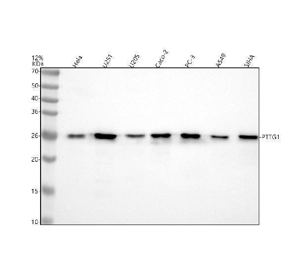 m02099 pttg1 primary antibodies wb testing 1