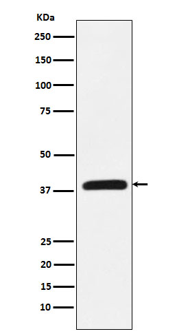 Western blot analysis of CRKL expression in K562 cell lysate