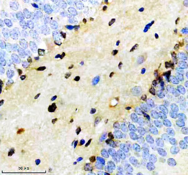 m02100 2 crkl primary antibodies ihc testing 3