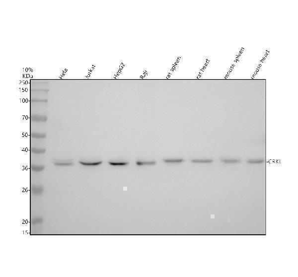 Western blot analysis of CRKL using anti-CRKL antibody (M02100-2)