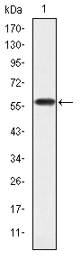 Western blotting validation for Anti-Crk-L Monoclonal Antibody M02100
Western Blot (WB) analysis using Crk-L Monoclonal Antibody against human Crk-L (AA: 100-303) recombinant protein