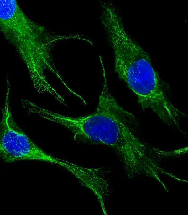 m02101 5 anti krt19 antibody if testing 1