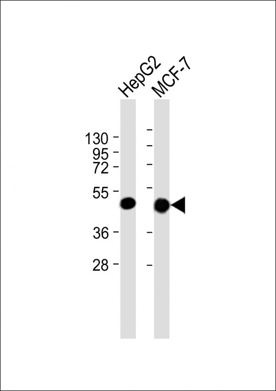 m02101 5 anti krt19 antibody wb testing 2
