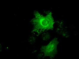 m02101 6 anti cytokeratin 19 krt19 mouse monoclonal antibody clone id oti3f8 if testing 11