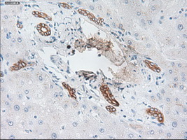 m02101 6 anti cytokeratin 19 krt19 mouse monoclonal antibody clone id oti3f8 ihc testing 10