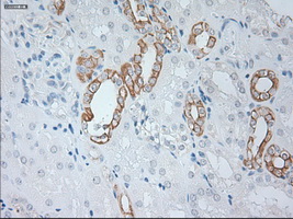 m02101 6 anti cytokeratin 19 krt19 mouse monoclonal antibody clone id oti3f8 ihc testing 8