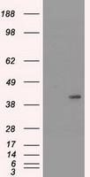 m02101 6 anti cytokeratin 19 krt19 mouse monoclonal antibody clone id oti3f8 wb testing 1