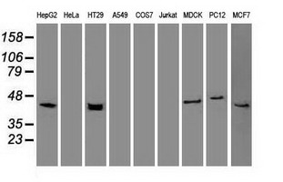 m02101 6 anti cytokeratin 19 krt19 mouse monoclonal antibody clone id oti3f8 wb testing 2