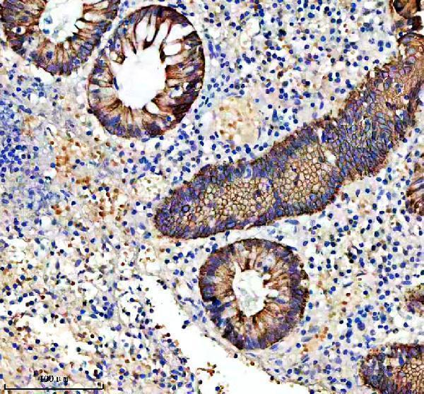 m02101 7 krt19 primary antibodies ihc testing 4