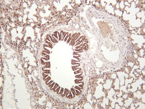 Mouse lung was stained with anti-Cytokeratin 19 rabbit antibody