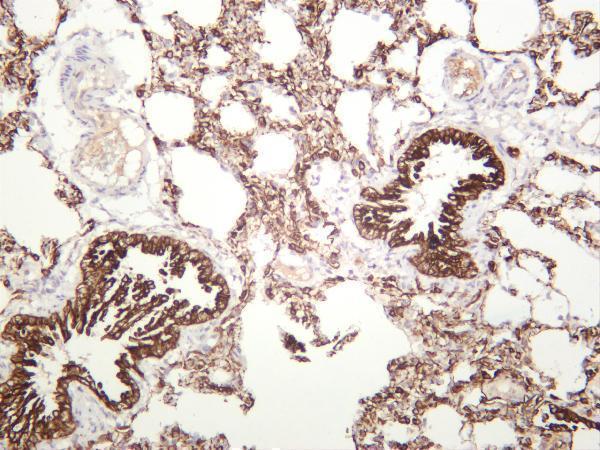 Rat lung was stained with anti-Cytokeratin 19 rabbit antibody