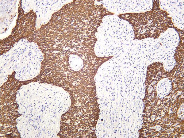 m02101 8 krt19 primary antibodies ihc testing 4