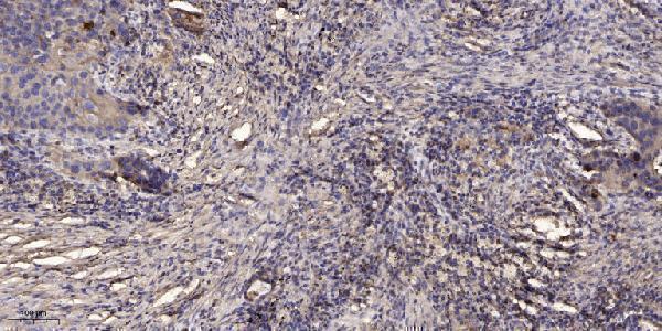 m02101 krt19 primary antibodies ihc testing 1
