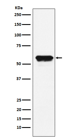 m02103 3 wb