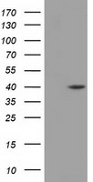 m02106 anti dhps mouse monoclonal antibody clone id oti2c9 wb testing 1