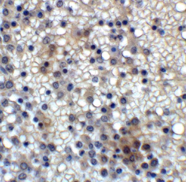 Immunohistochemistry of MD-2 in human spleen with MD-2 Antibody at 2 μg/ml