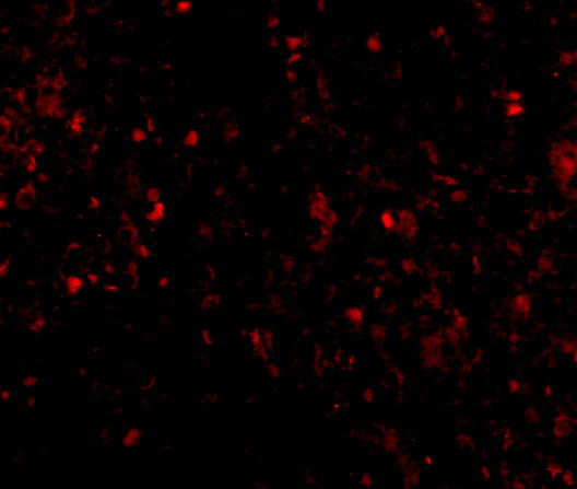 m02107 ly96 primary antibodies if testing 3
