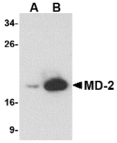 m02107 ly96 primary antibodies wb testing 1