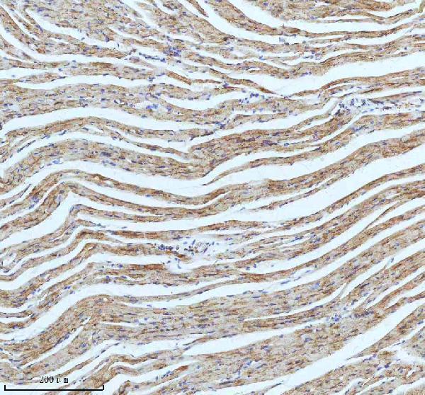 m02112 cpt2 primary antibodies ihc testing 12