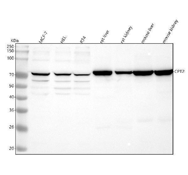 m02112 cpt2 primary antibodies wb testing 1
