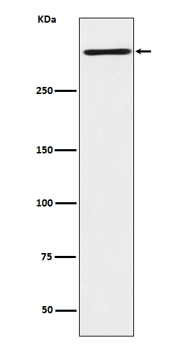 Western blot analysis of Reelin expression in HepG2 cell lysate.