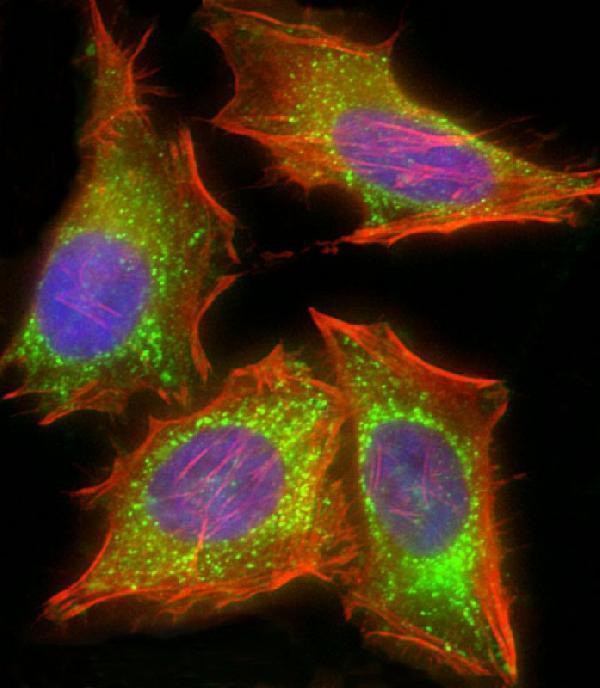 Immunofluorescent analysis of 4% paraformaldehyde-fixed, 0
