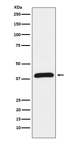Western blot analysis of HIF1AN expression in Jurkat cell lysate