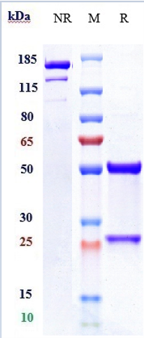 Anti-NT5E/CD73 Reference Antibody (oleclumab) on SDS-PAGE under reducing (R) condition