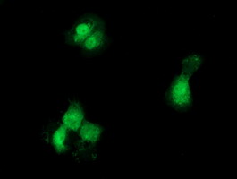m02122 anti gckr mouse monoclonal antibody clone id oti1e7 if testing 5