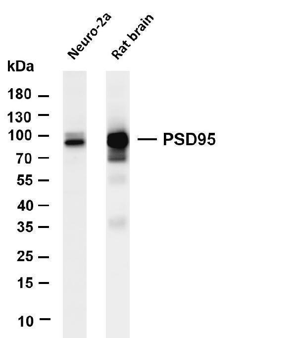 Various whole cell lysates were separated by 4-20% SDS-PAGE, and the membrane was blotted with anti-PSD95 antibody