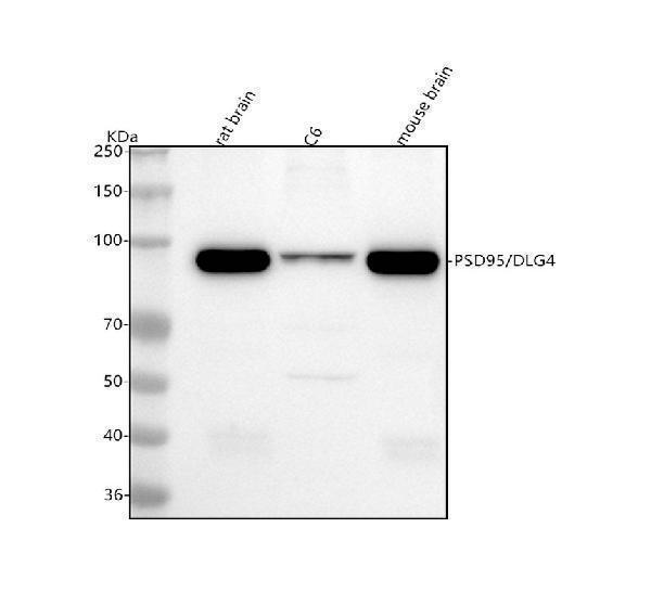  Western blot analysis of DLG4 using anti-DLG4 antibody (M02128)
