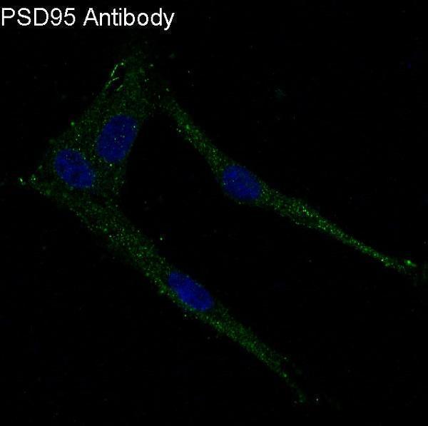 Immunofluorescent analysis of U87-MG cells, using PSD95 Antibody 