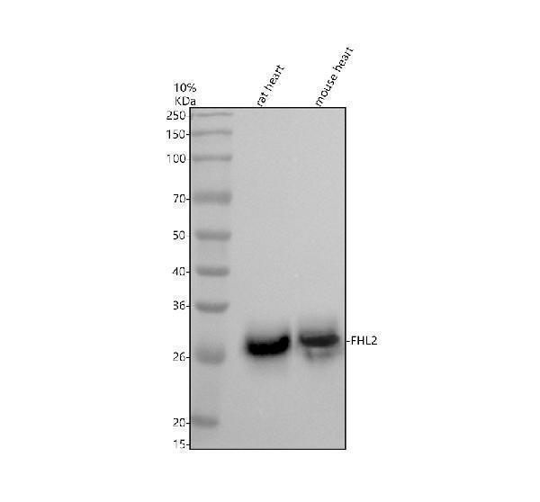 Western blot analysis of FHL2 using anti-FHL2 antibody (M02129-1)