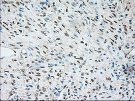 m02130 anti trpm4 mouse monoclonal antibody clone id oti10h5 ihc testing 4
