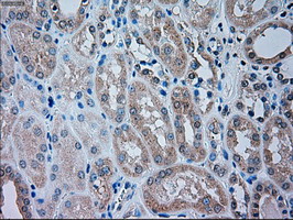 m02130 anti trpm4 mouse monoclonal antibody clone id oti10h5 ihc testing 6
